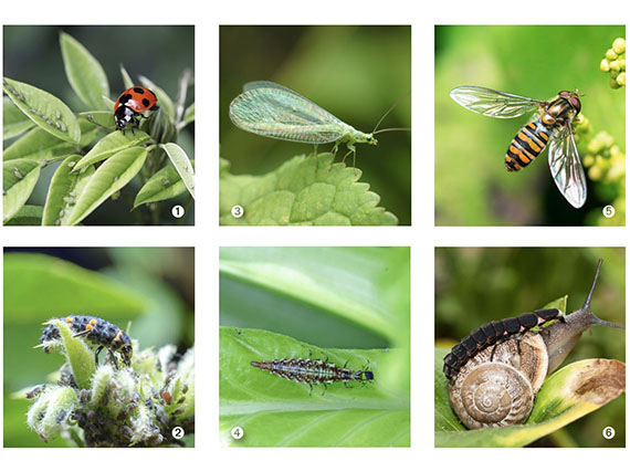 Son insectos útiles, ¡no los mates!